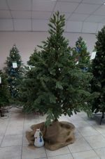 Искусственная ель на ножке «Датская» (хвоя Литая) 150 см / 1.5 м