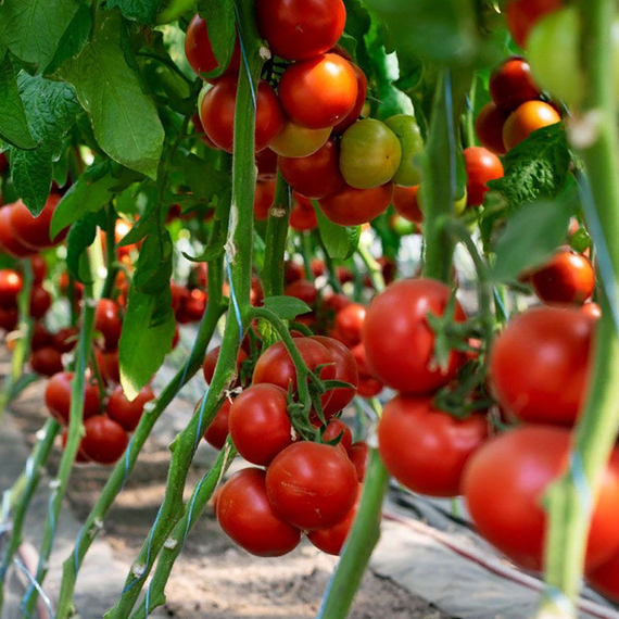 БАРИБИНЕ F1 семена томата индетерминантного (Syngenta) цена – фото 3