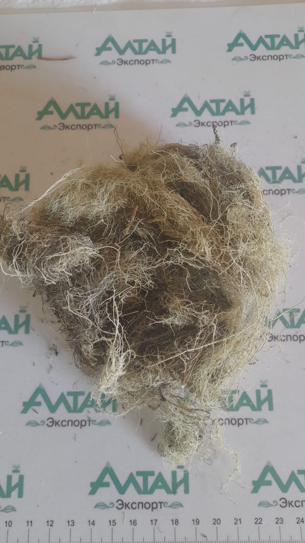 Уснея бородатая Алтай