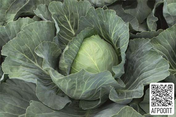 Ботран F1 семена капусты белокочанной (Bejo / Бейо) продукт – фото 3