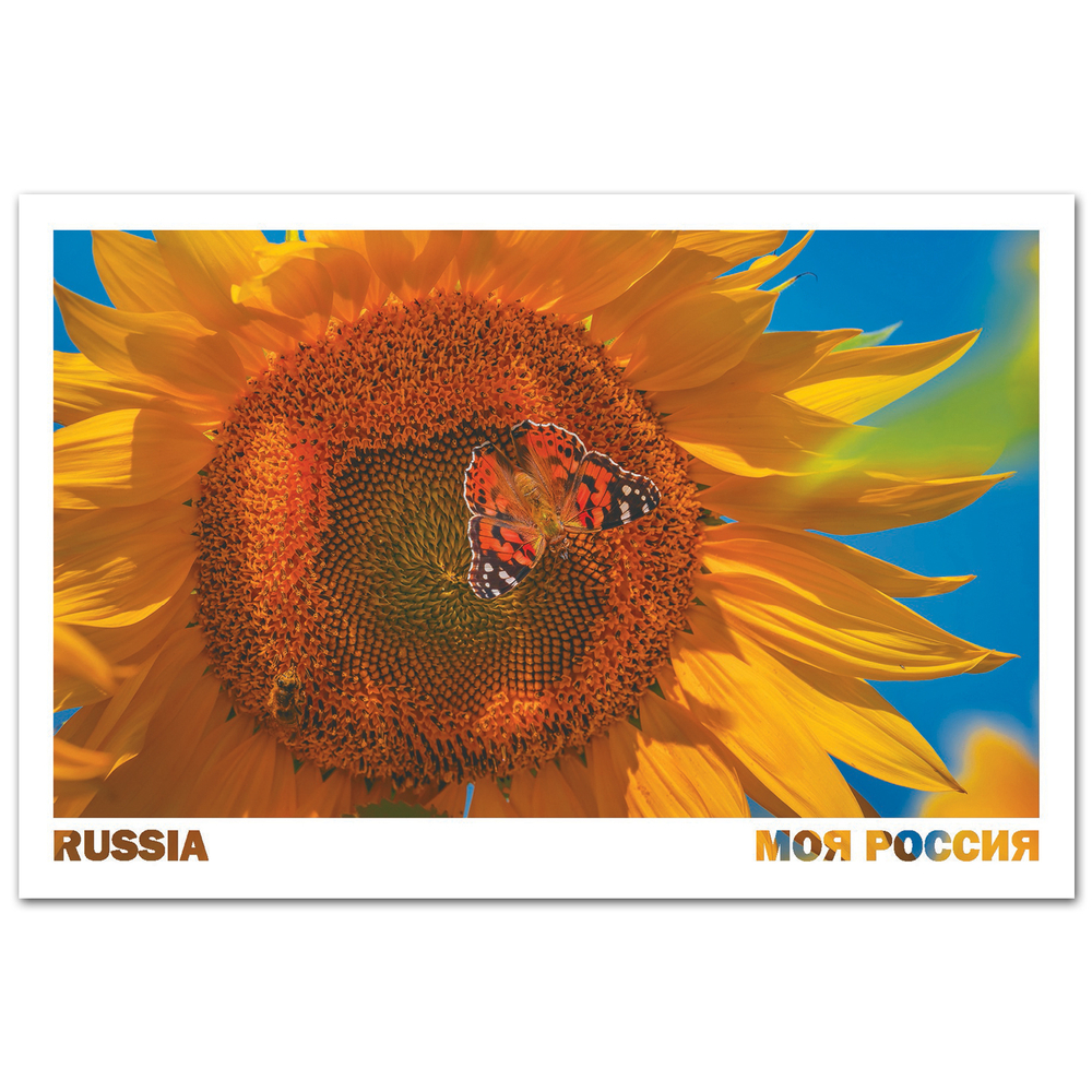 Бабочка-репейница и подсолнух. Белгородская область