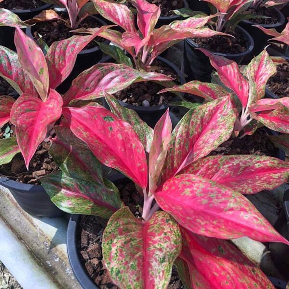 Аглаонема RED MOON