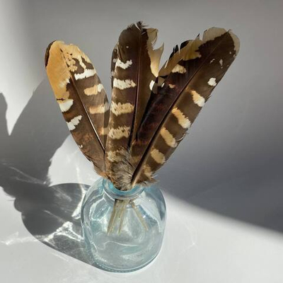 Перья королевского фазана 10 -15 см натуральные 2 сорт 5 шт.