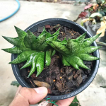 Сансевиерия GOKU