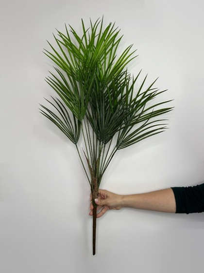 Пальма веерная / Арт 6266