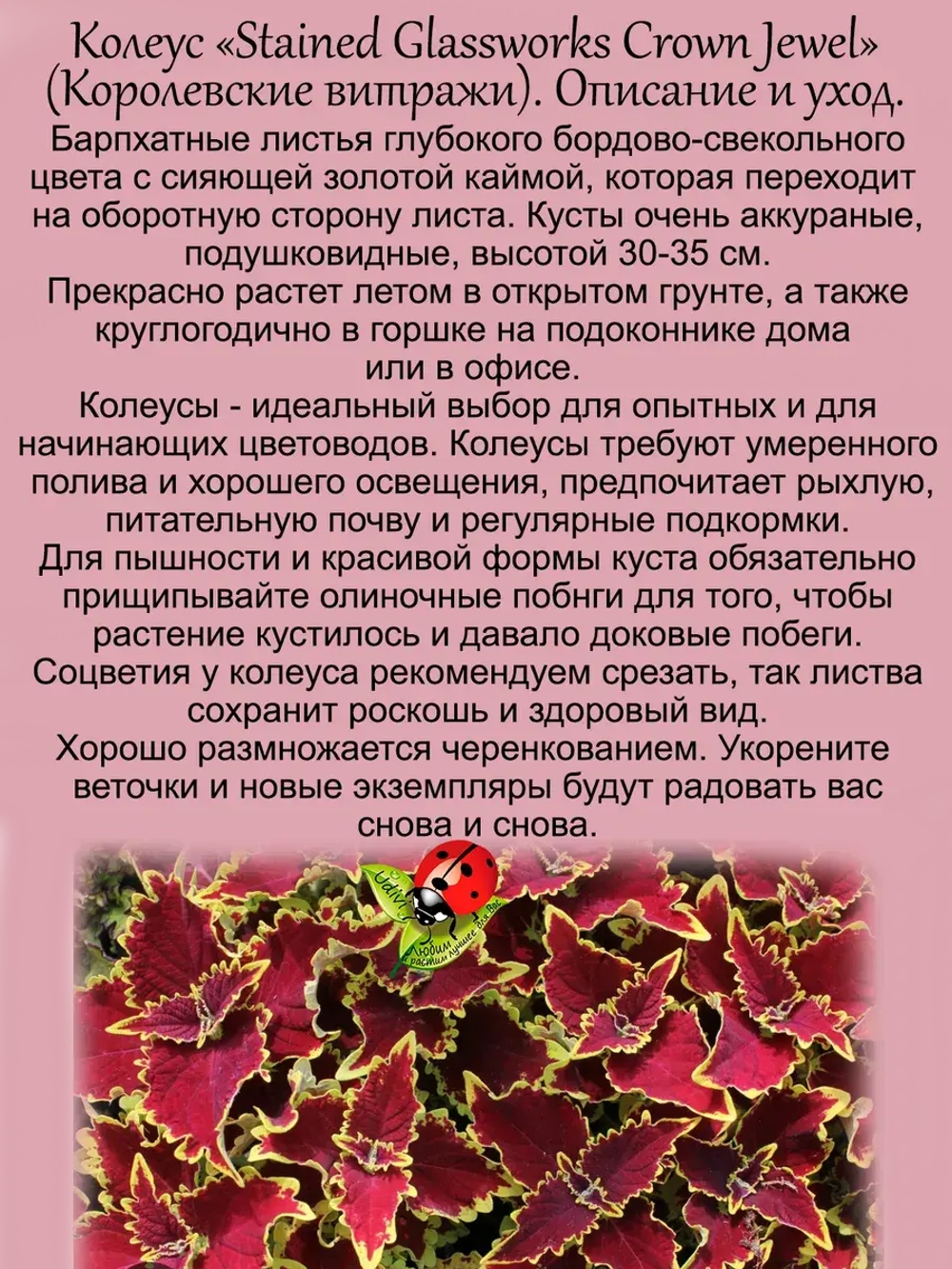 Колеус Королевские витражи