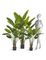 Стрелиция New Style (Sensitive Botanic) 110 см