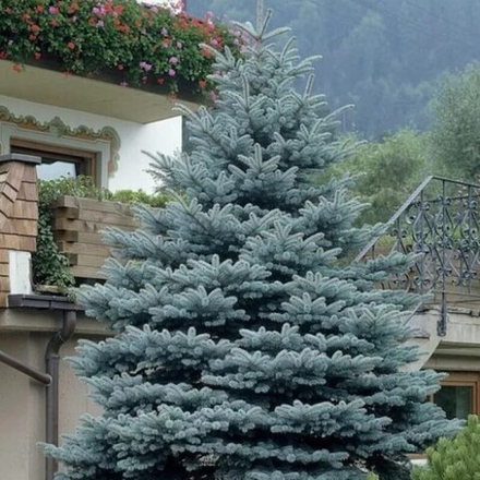 Ель колючая Koster (Костер) 75-80 см