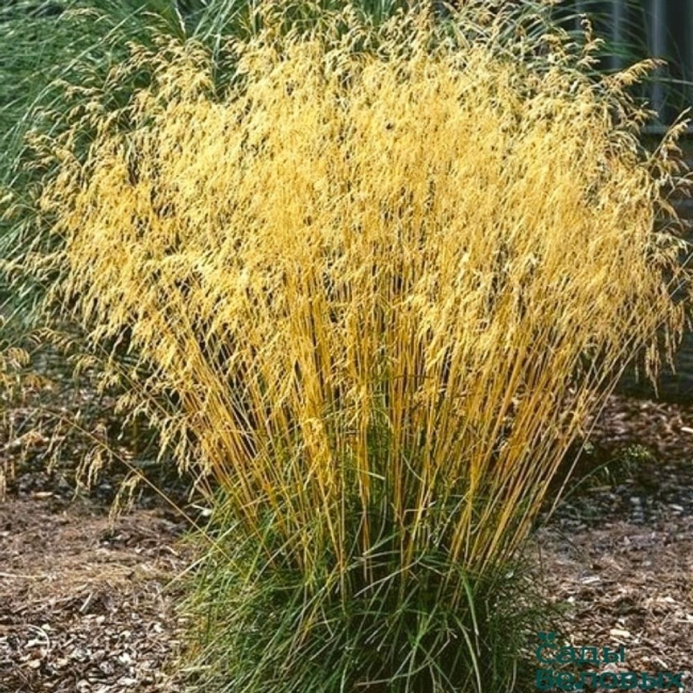 Щучка Луговик дернистый &#39;Goldschleier&#39; С2 10-20 см Закупка М43 май- июнь 2026