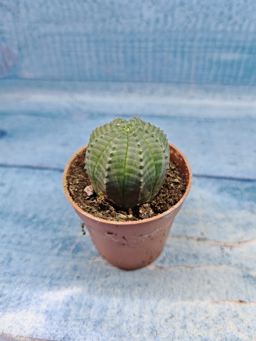 Euphoria Obesa (Эуфорбия)