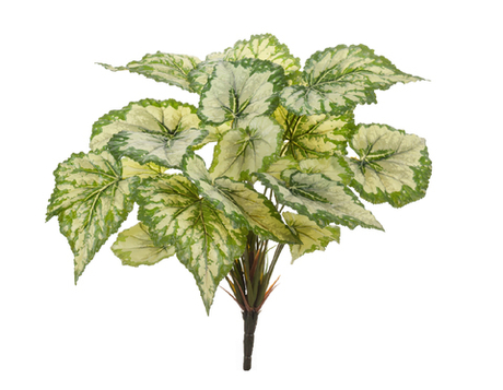 Бегония куст крупнолистная св.зелёная большая