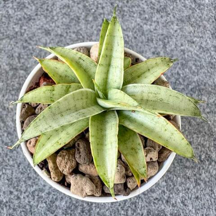 Сансевиерия HONEYMOON