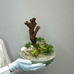 «Коралловый остров» композиция из суккулентов в бетоне