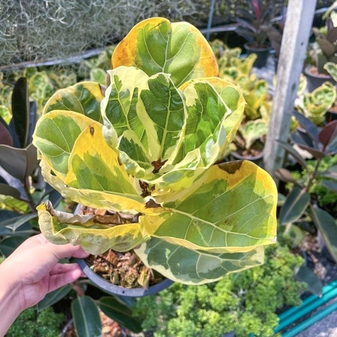 Фикус лирата вар. Предзаказ S03 май 2026