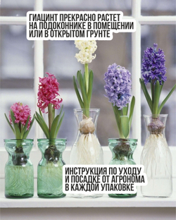 Луковицы цветов гиацинт, Микс сортов, 24 шт