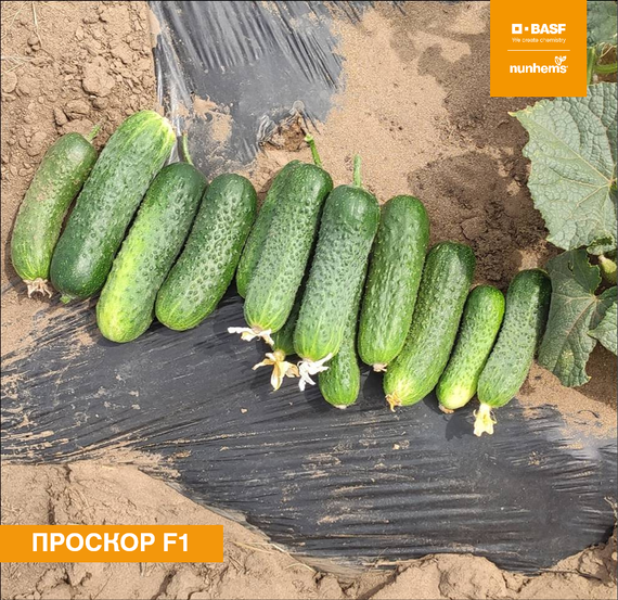 Проскор F1 семена огурца партенокарпического (Nunhems / Нюнемс) культура
