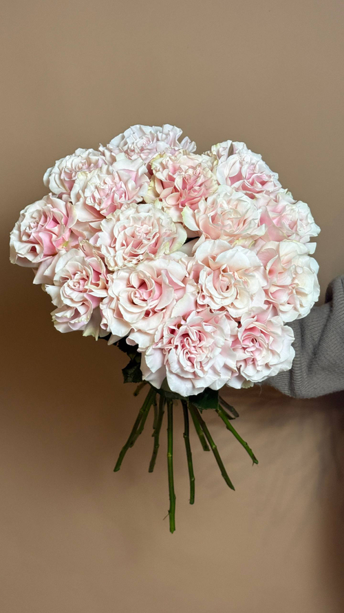 Охрана французских роз сорта pink mondial 15 шт