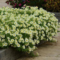 Петуния ампельная Изи Вэйв Еллоу F1 (50др) Витагрин Профи