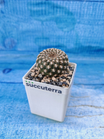 Sulcorebutia Arenacea (Сулькоребуция)