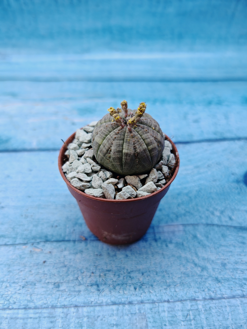 Euphoria Obesa (Эуфорбия)