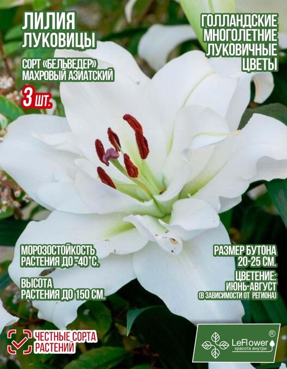 Лилия Луковица, Бельведер, 3 шт