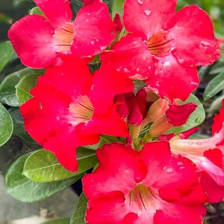 Адениум UDOMSUK