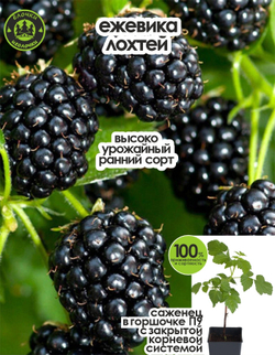 Ежевика саженец ЛохТей