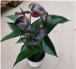 Антуриум Black Lover д.11