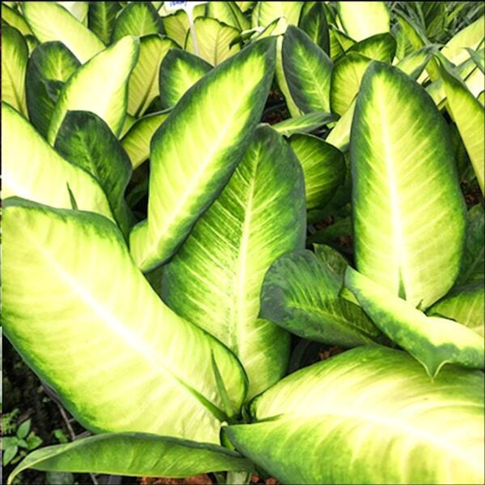 Диффенбахия PAYA HONG