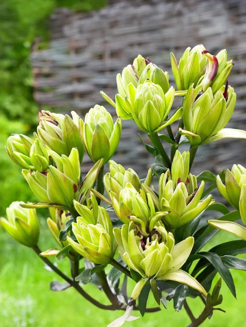 Лилия азиатская махровая Мистери Дрим