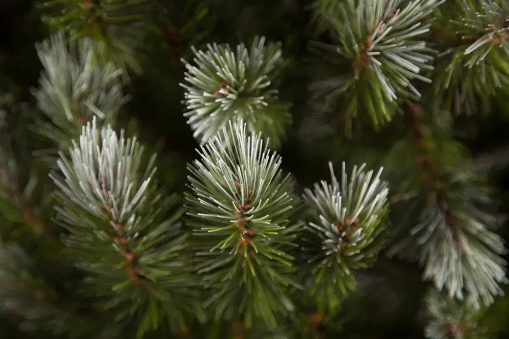 Ель Женева заснеженная 155 см., леска, Triumph Tree (73996)