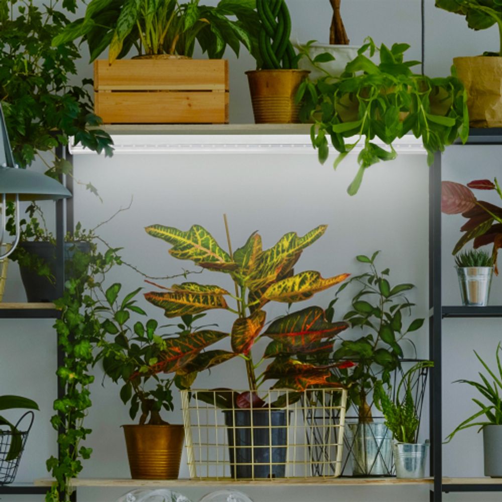 Фитолампа для растений светодиодная ЭРА FITO-9W-Ra90-Т8-G13-NL полного спектра 9 Вт Т8 G13 | Фитолампы T8