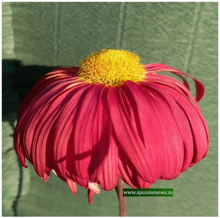 Хризантема крупноцветковая  Thomas Russell ☘  ан 43   (отгрузка  Сентябрь)