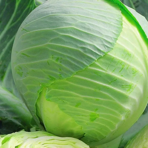 Килатон F1 семена капусты белокочанной (Syngenta / Сингента) культура – фото 3
