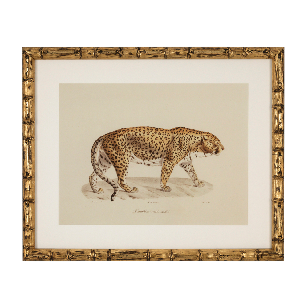 Постер Prints Lion, Tigre, Jaguar set of 6 арт.111745