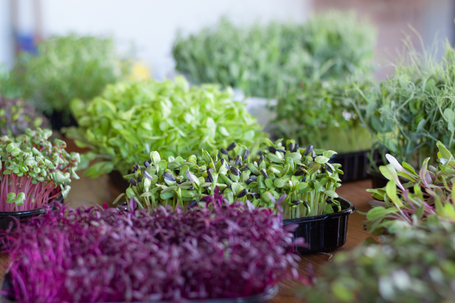 Свежая Микрозелень