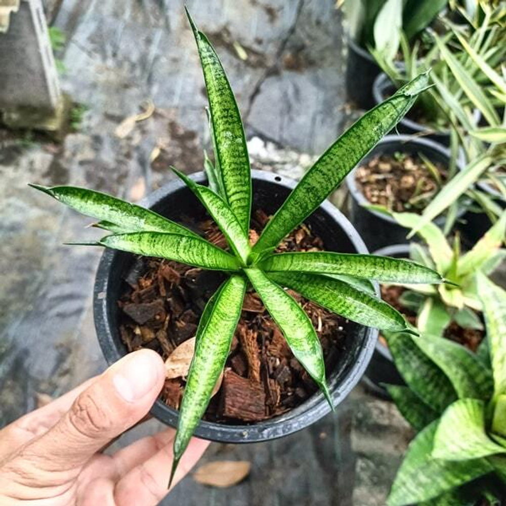 Сансевиерия MEE CHAI