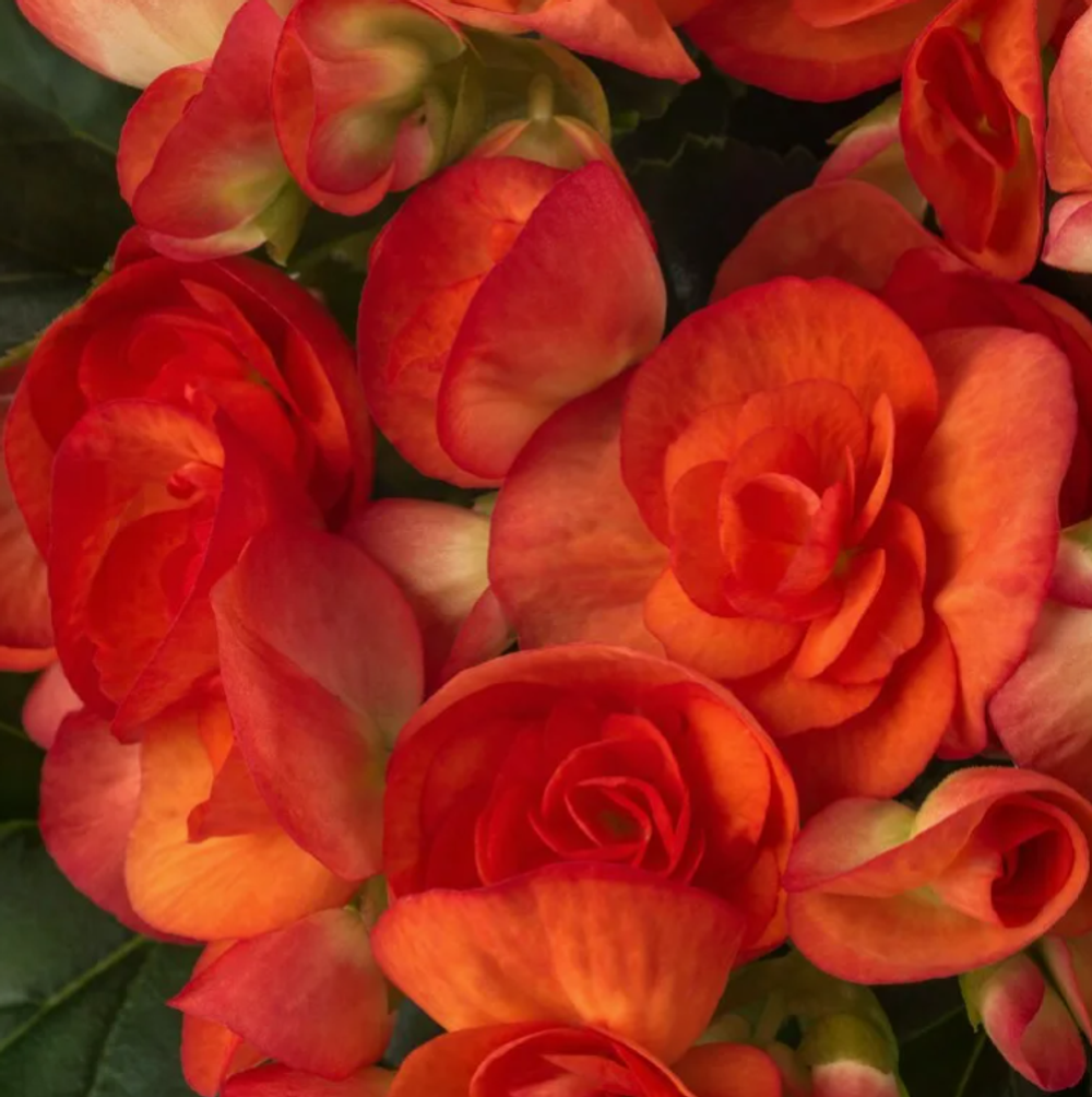 ЕВРО Бегония Elatior Begonia Orange stone укореннный черенок ОКС ФЕВРАЛЬ
