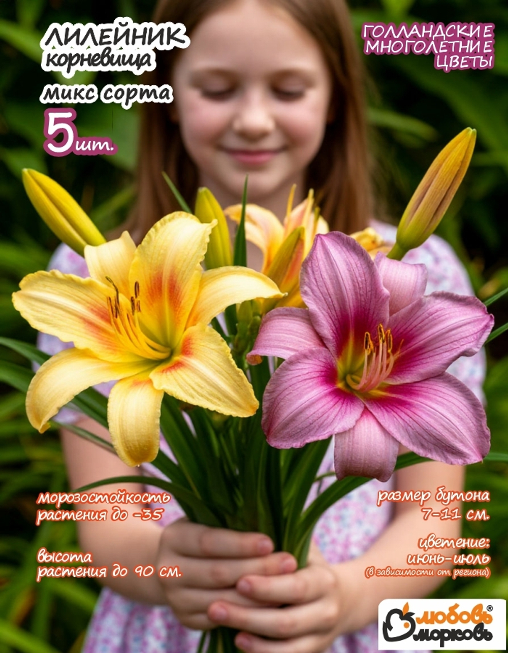 Лилейник Корневище, микс сорта, 5 шт