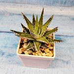 Haworthia Alba (Хавортия)