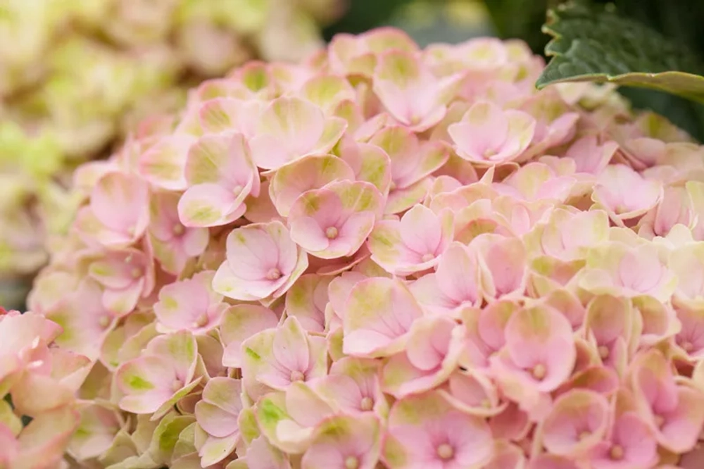 Гортензия крупнолистная Мэджикал Революшен Пинк С2 Закупка М31 апрель 2026