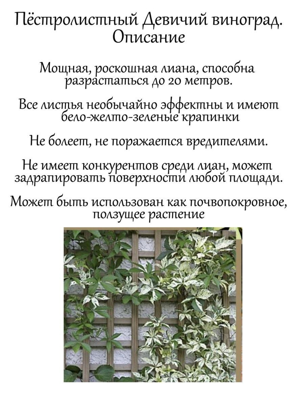 Пестролистный девичий виноград.