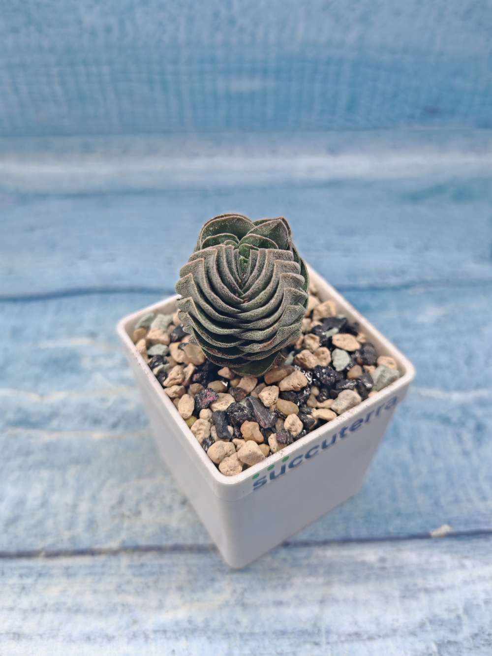 Crassula Buddha Temple (Крассула Храм Будды)