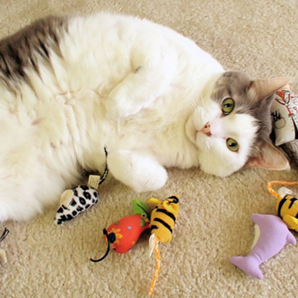 Кошки-мышки