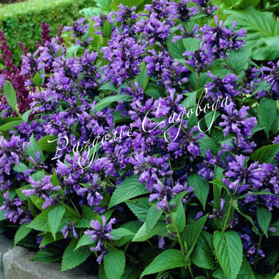 Котовник Фассена Кит Кэт (горшок 1л)