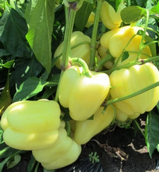 DSP 7054 семена перца сладкого (Seminis / Семинис)