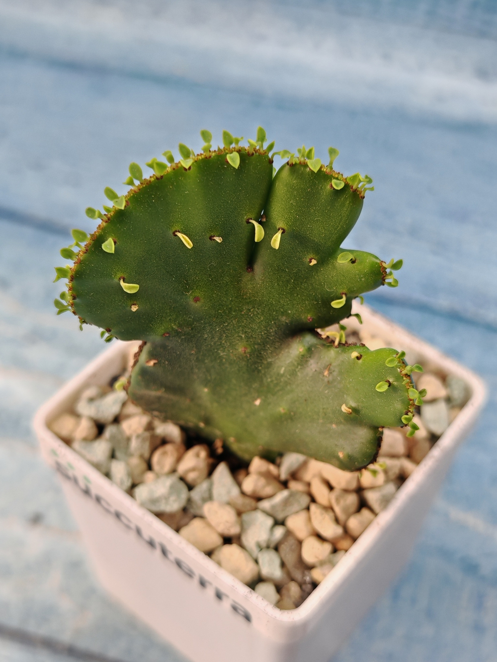 Euphorbia Leucodendron cristata (Эуфорбия)