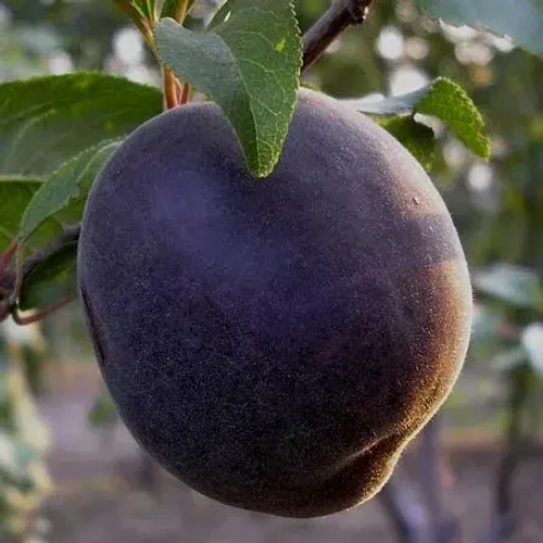 АБРИКОС "ЧЁРНЫЙ ПРИНЦ" ( гибрид абрикос+алыча)