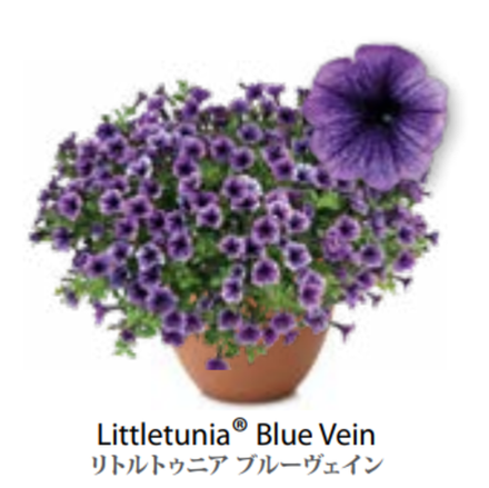 ЕВРО Petunia Littletunia Blue Vein укорененный черенок ноябрь