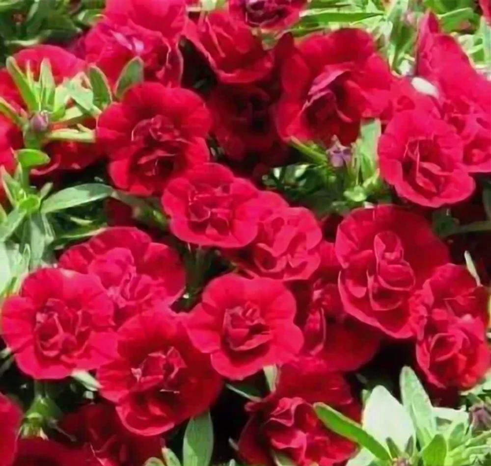 ЕВРО Калибрахоа Mini Famous Uno double red укорененный черенок ОКС